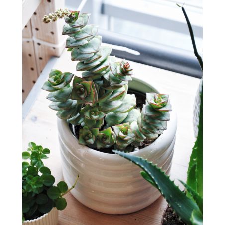 Crassula perforata - grubosz