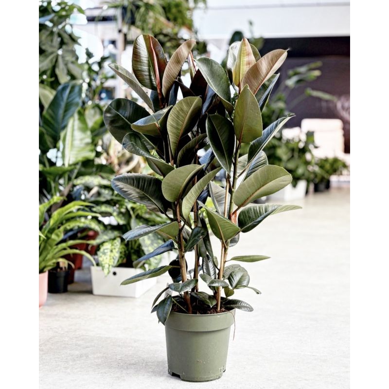Ficus elastica 'Cloe' - figowiec sprężysty