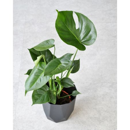 Monstera deliciosa - monstera dziurawa