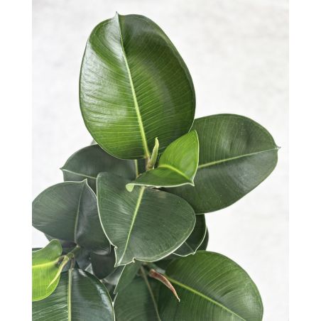 Ficus elastica 'Cloe' - figowiec sprężysty
