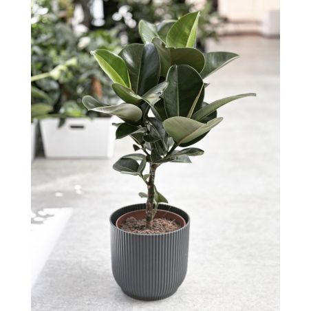 Ficus elastica 'Cloe' - figowiec sprężysty