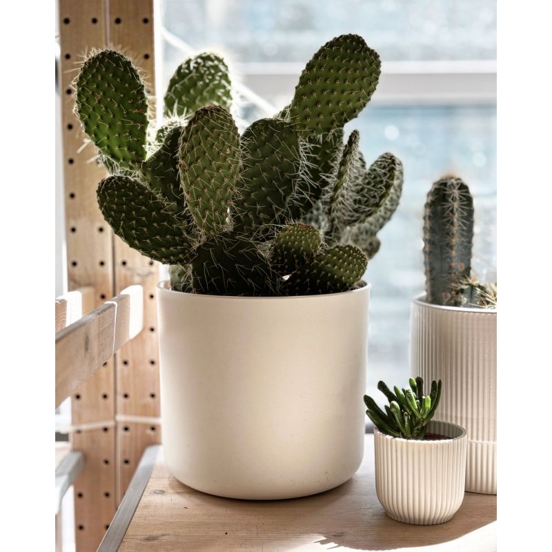 Opuntia azurea - opuncja