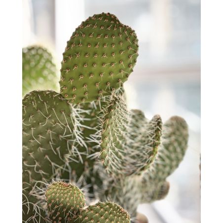 Opuntia azurea - opuncja