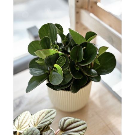 Peperomia obtusifolia 'Obtipan' - peperomia tępolistna