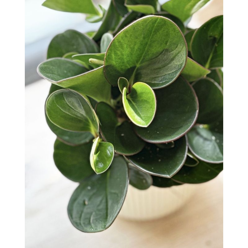 Peperomia obtusifolia 'Obtipan' - peperomia tępolistna