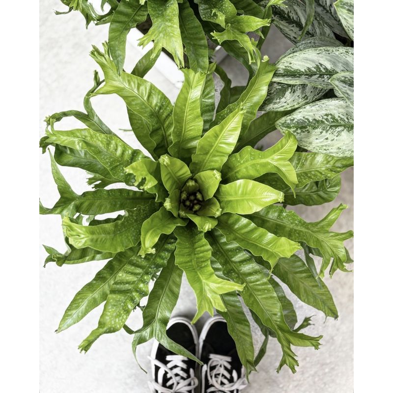 Asplenium nidus 'Crissie' - zanokcica gniazdowa