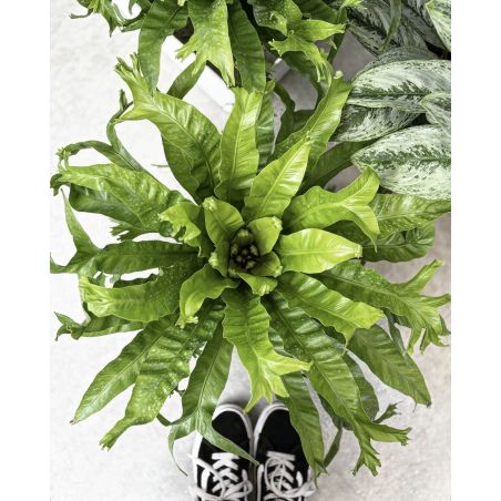 Asplenium nidus 'Crissie' - zanokcica gniazdowa
