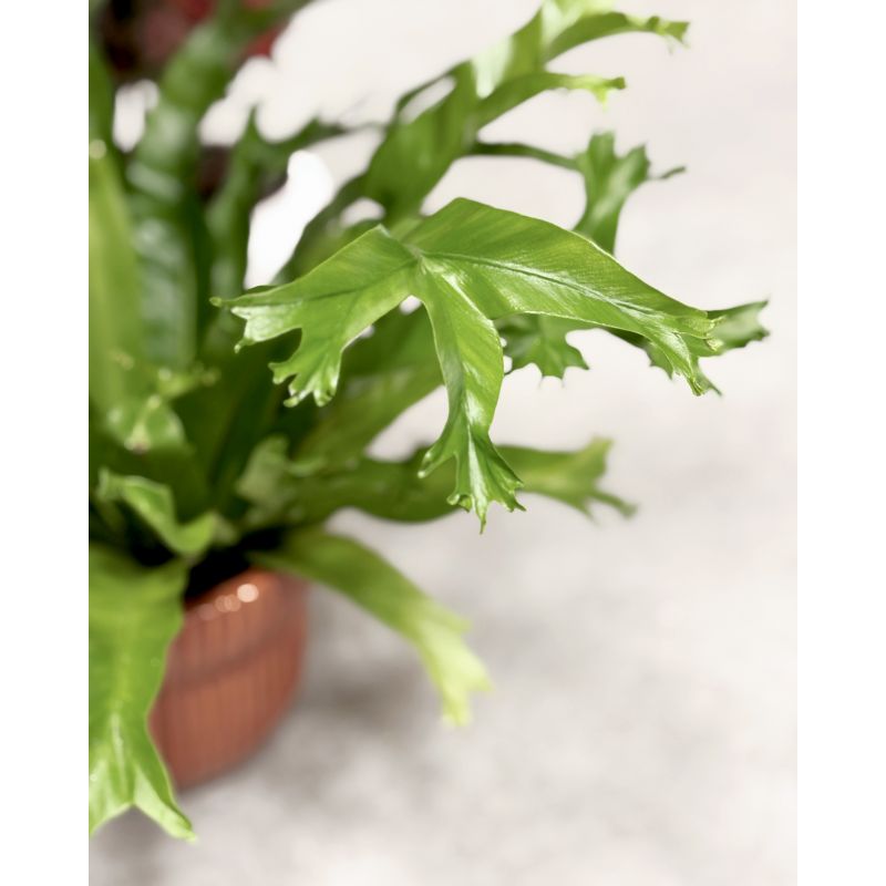 Asplenium nidus 'Crissie' - zanokcica gniazdowa