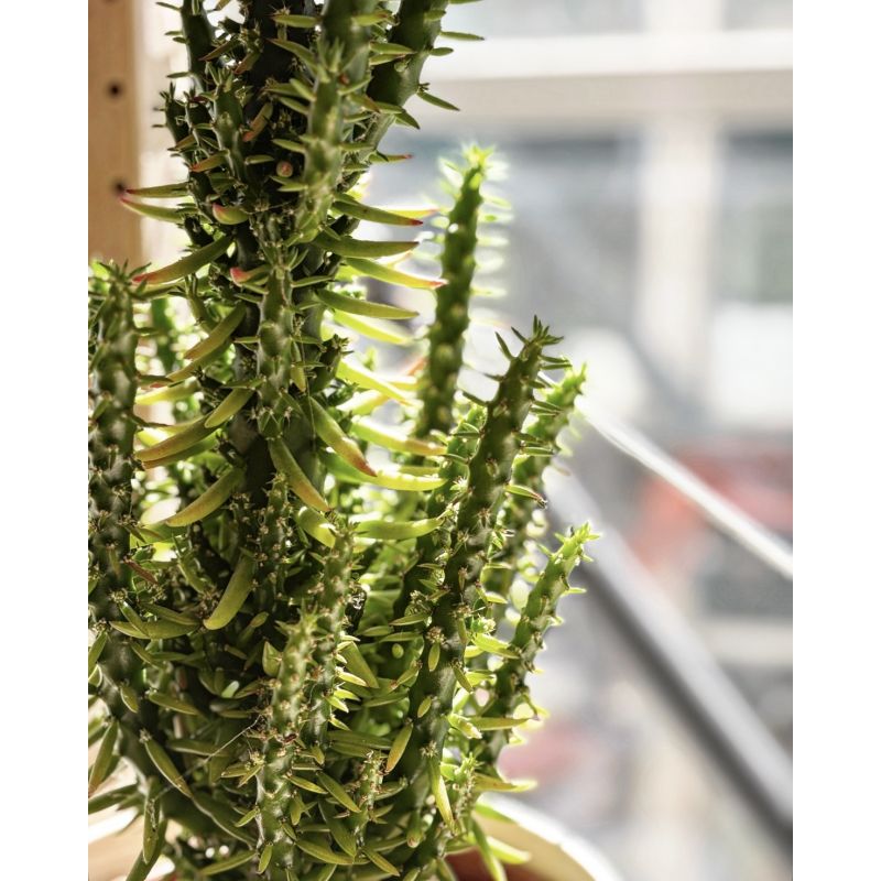 Opuntia subulata - opuncja