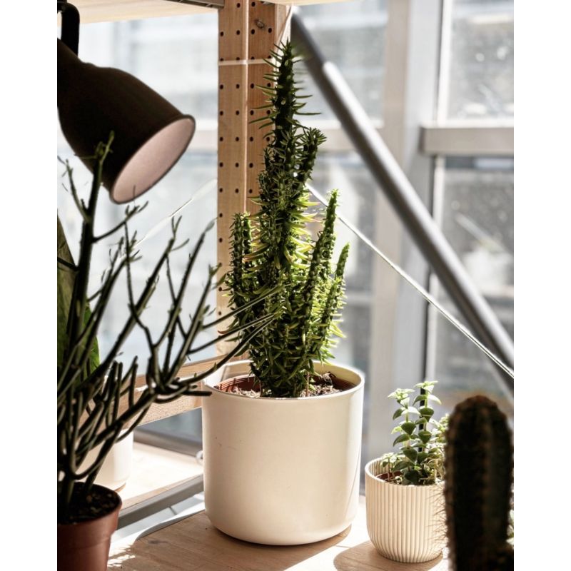 Opuntia subulata - opuncja