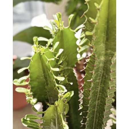 Euphorbia acrurensis - wilczomlecz