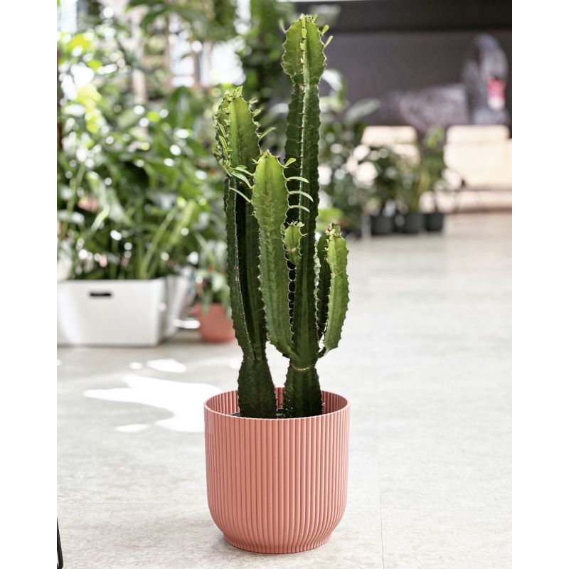 Euphorbia acrurensis - wilczomlecz
