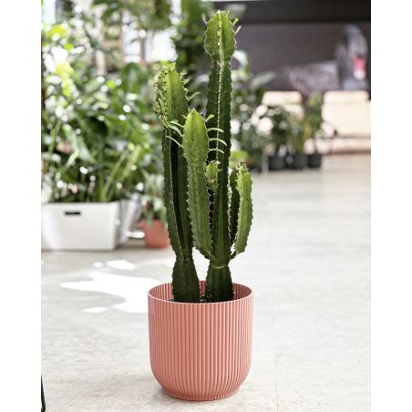 Euphorbia acrurensis - wilczomlecz
