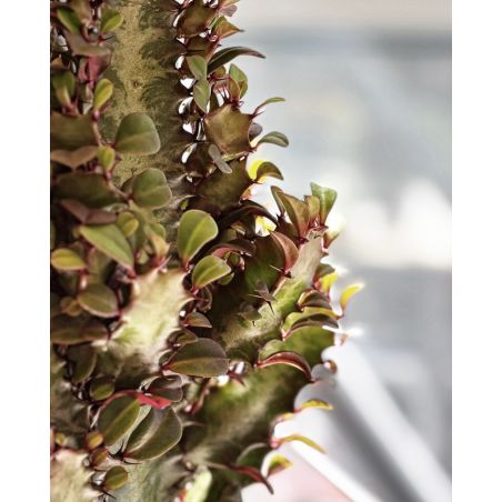 Euphorbia trigona 'Rubra' - wilczomlecz trójżebrowy