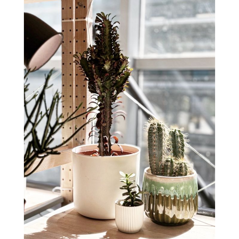 Euphorbia trigona 'Rubra' - wilczomlecz trójżebrowy