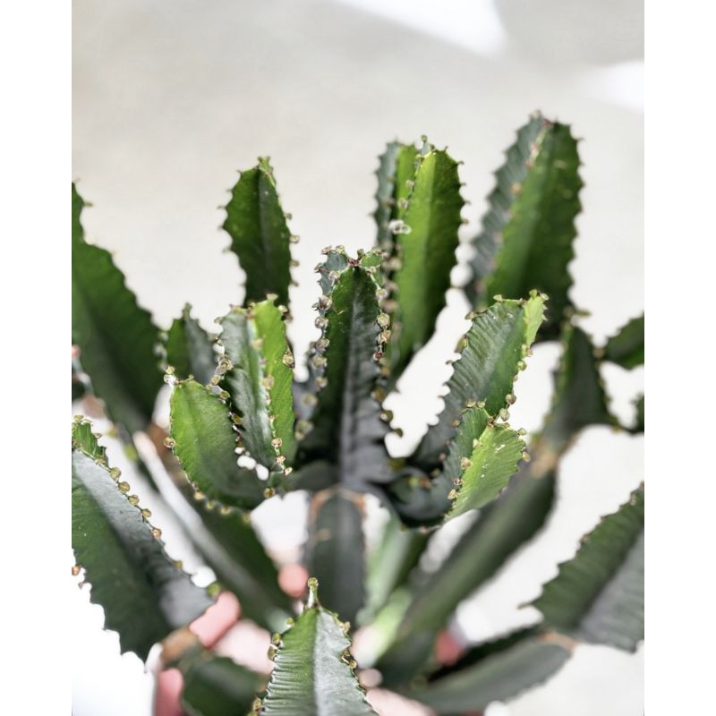 Euphorbia candelabrum - wilczomlecz kandelabrowy
