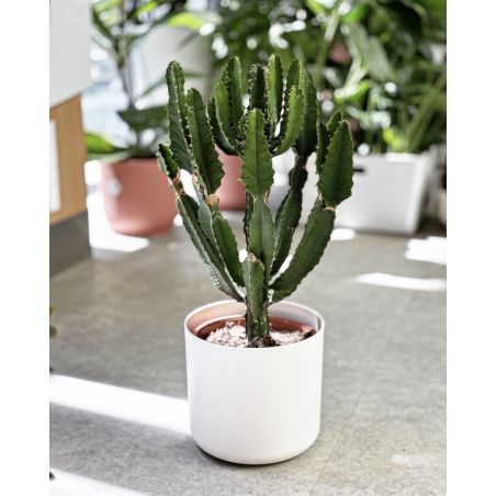 Euphorbia candelabrum - wilczomlecz kandelabrowy