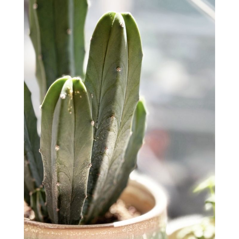 Myrillocactus geometrizans - kaktus