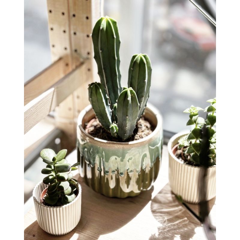 Myrillocactus geometrizans - kaktus