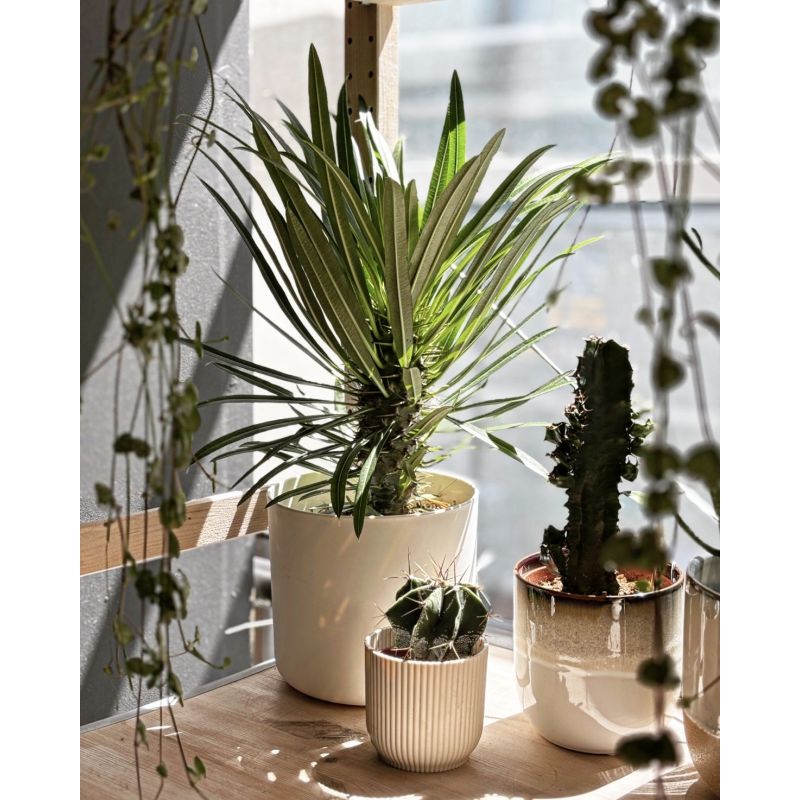 Pachypodium lamerei - palma Madagaskaru