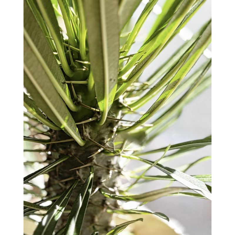 Pachypodium lamerei - palma Madagaskaru