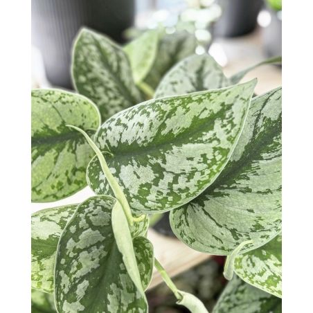 Scindapsus pictus 'Trebie' - scindapsus pstry
