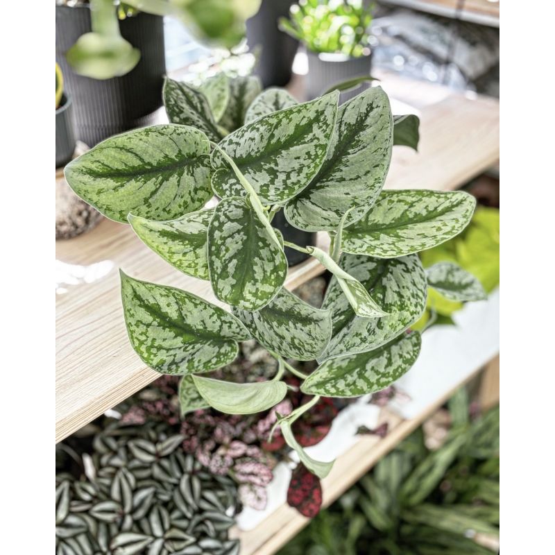 Scindapsus pictus 'Trebie' - scindapsus pstry
