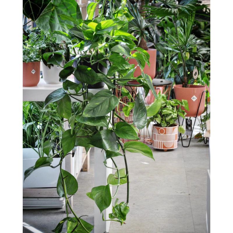 Epipremnum pinnatum aureum - epipremnum złociste