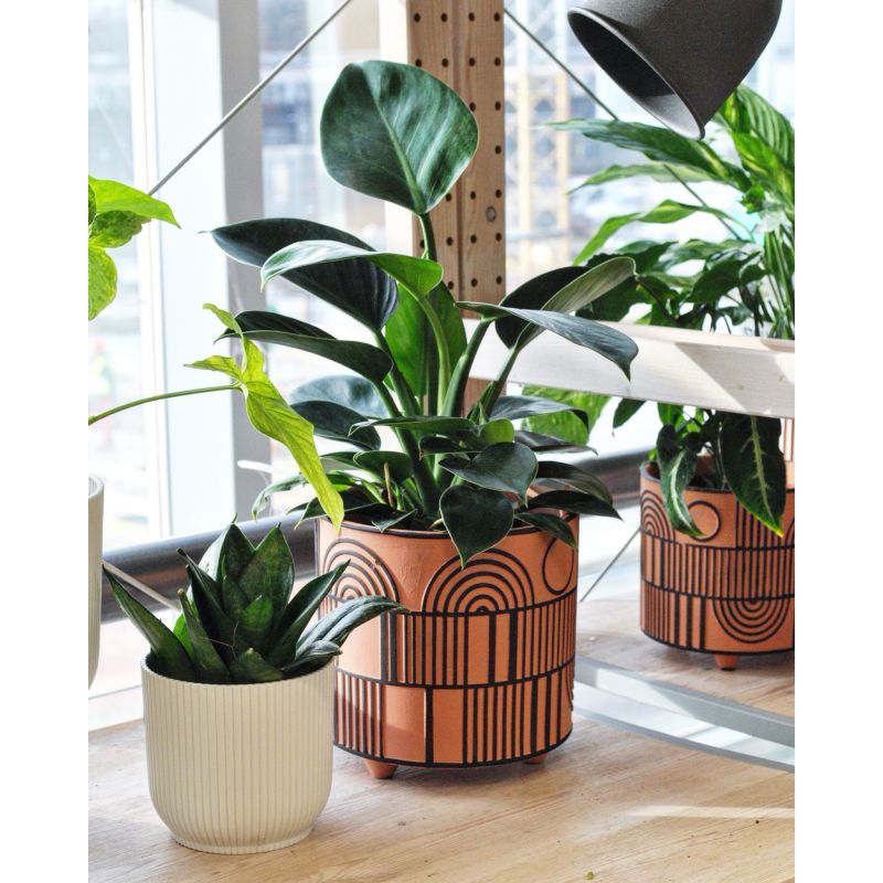 Philodendron 'Green Princess' - filodendron