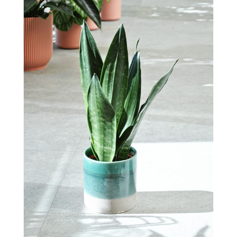 Sansevieria trifasciata 'Black Diamond' - wężownica