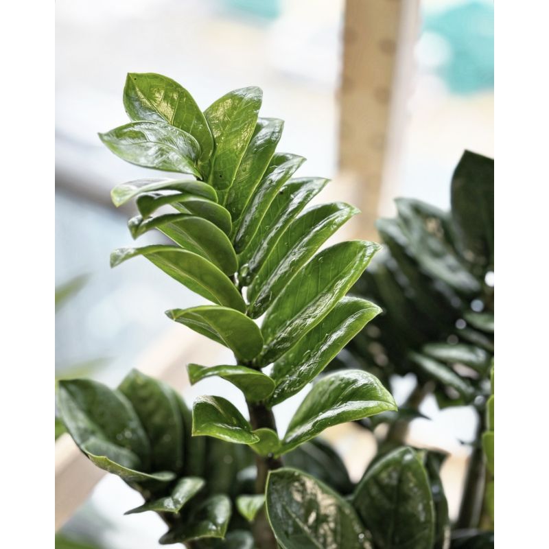 Zamioculcas zamiifolia 'Zenzi' - zamiokulkas zamiolistny