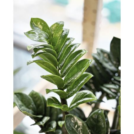 Zamioculcas zamiifolia 'Zenzi' - zamiokulkas zamiolistny