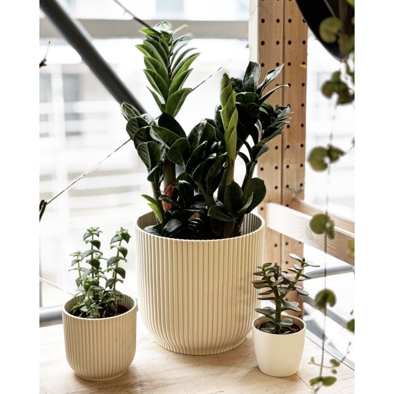 Zamioculcas zamiifolia 'Zenzi' - zamiokulkas zamiolistny