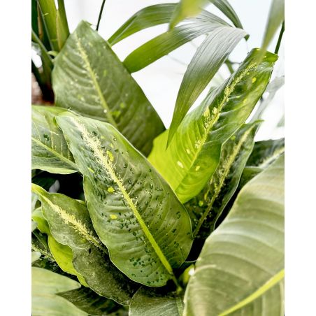 Dieffenbachia 'Galaxy' - difenbachia
