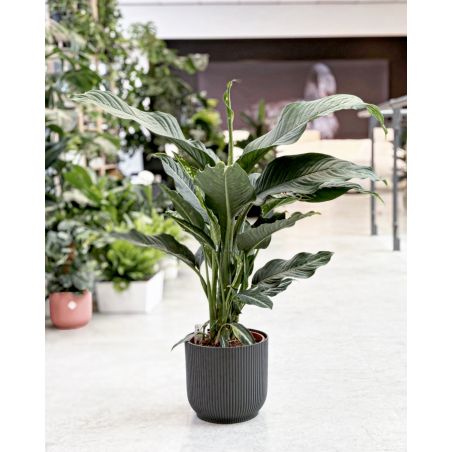 Dieffenbachia 'Galaxy' - difenbachia