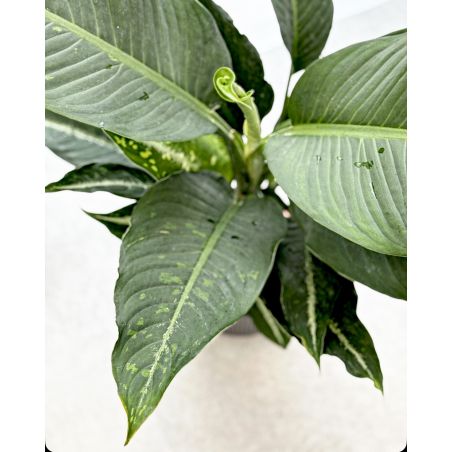Dieffenbachia 'Galaxy' - difenbachia