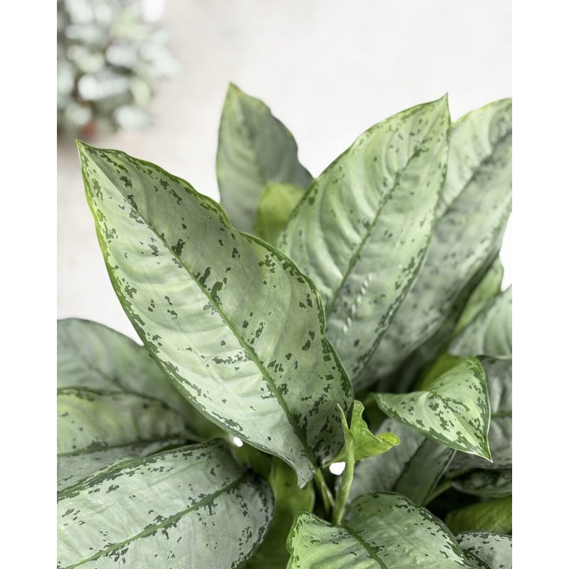 Aglaonema 'Freedman' - aglonema