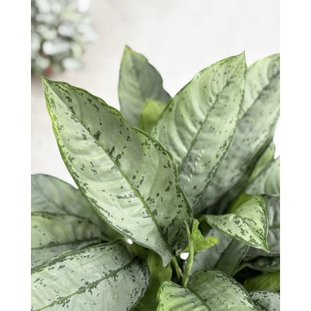 Aglaonema 'Freedman' - aglonema