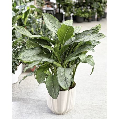Aglaonema 'Freedman' - aglonema