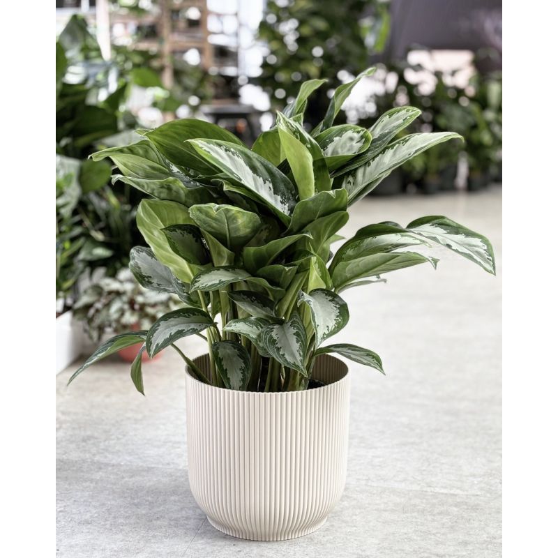 Aglaonema 'Diamond Bay' - aglonema