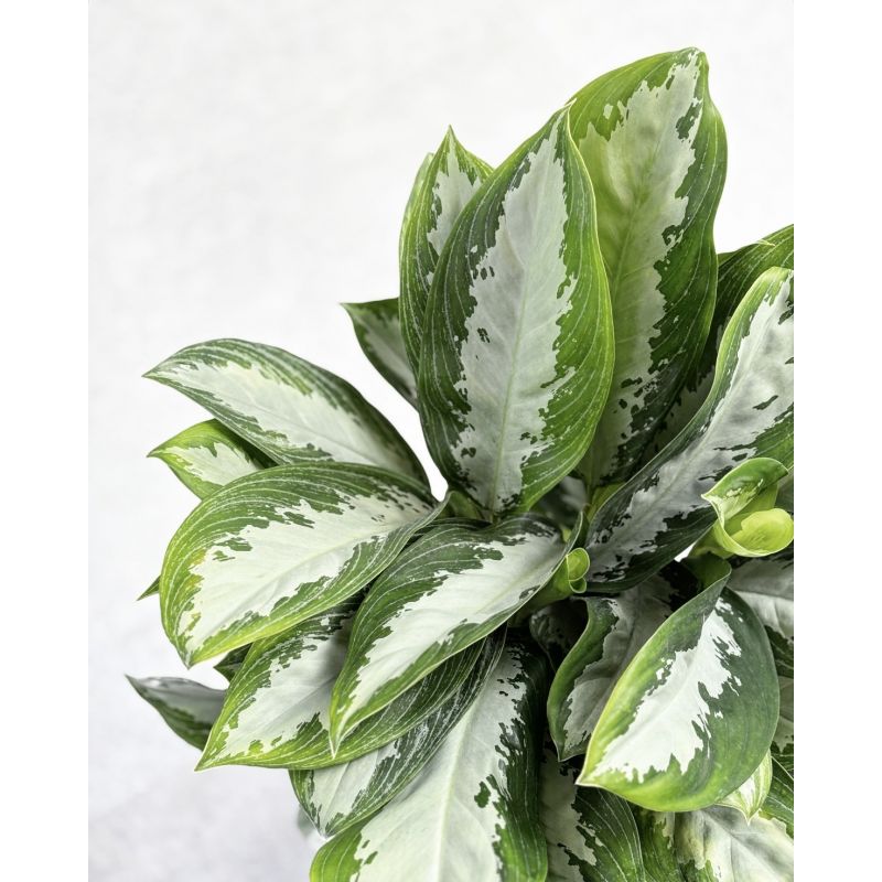 Aglaonema 'Diamond Bay' - aglonema