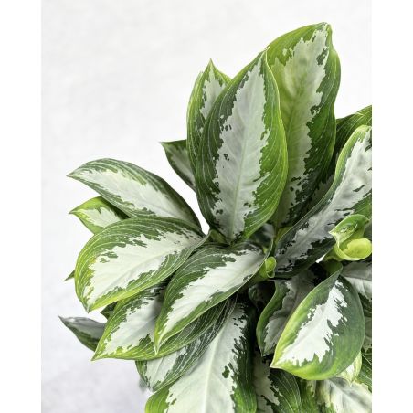 Aglaonema 'Diamond Bay' - aglonema