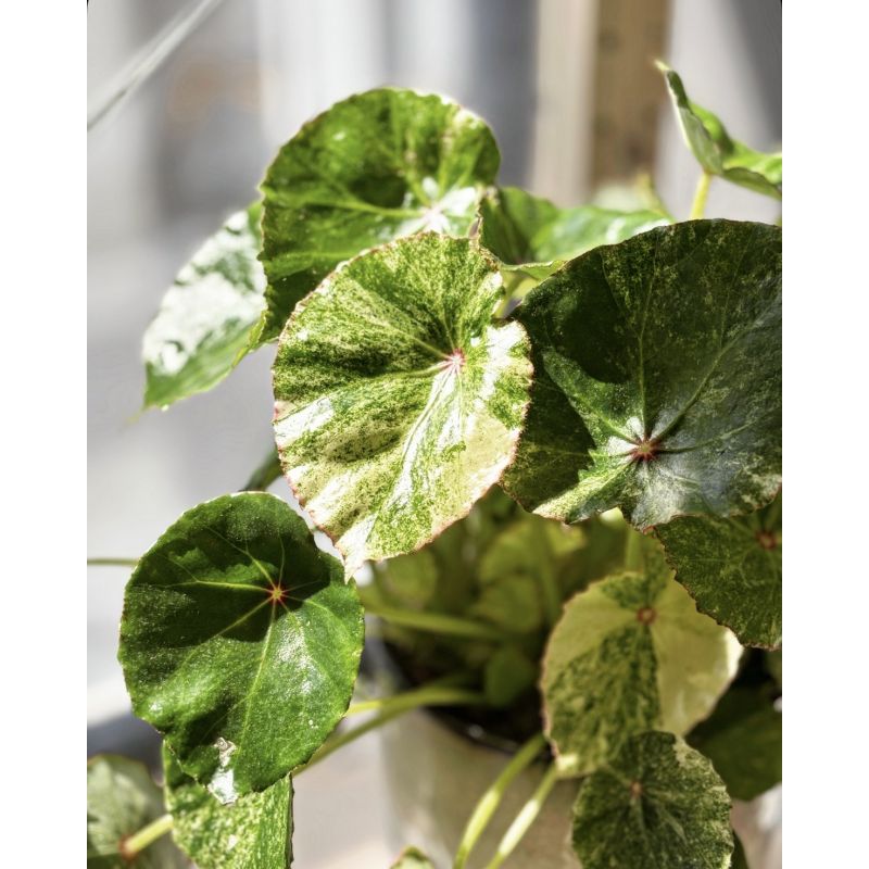 Begonia 'Rouge Variegata' - begonia