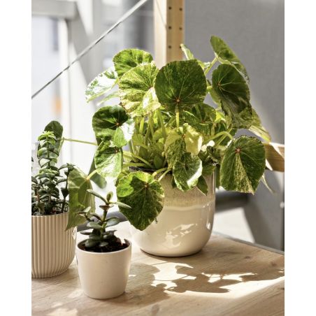 Begonia 'Rouge Variegata' - begonia