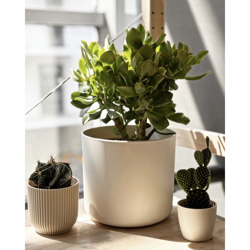 Crassula arborescens - grubosz drzewkowaty