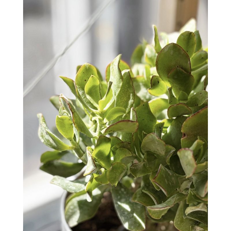 Crassula arborescens - grubosz drzewkowaty