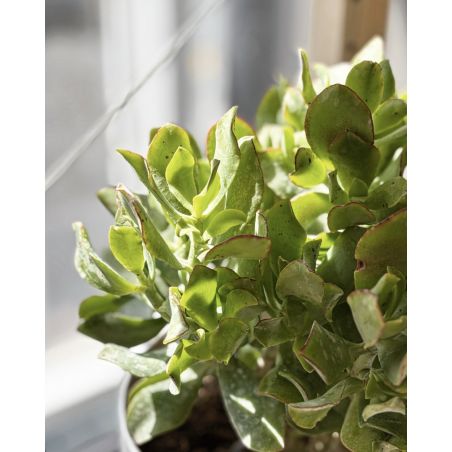 Crassula arborescens - grubosz drzewkowaty