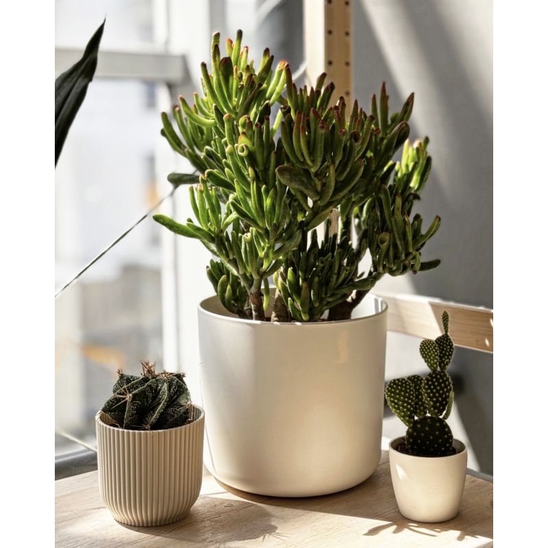Crassula 'Hobbit' - grubosz