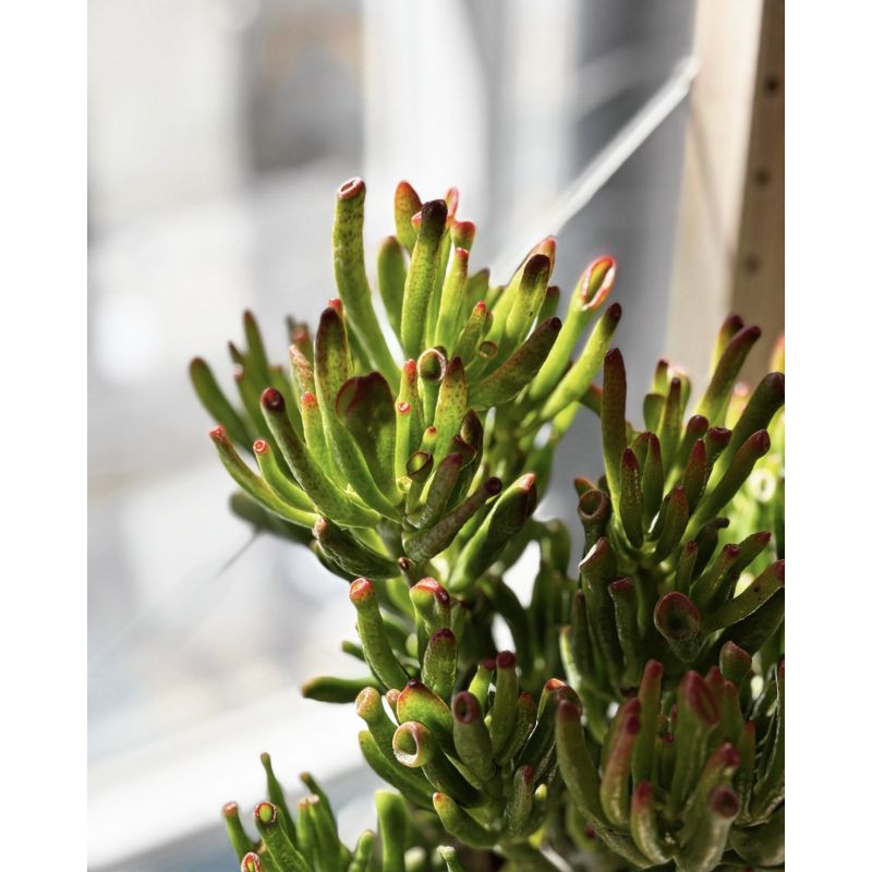 Crassula 'Hobbit' - grubosz
