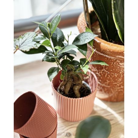 Ficus microcarpa 'Ginseng' - figowiec